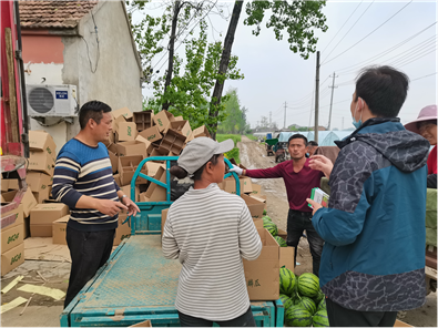筑牢食品安全防線 守護群眾“舌尖上的清涼”——縣農業局開展西瓜農產品質量安全專項抽檢行動